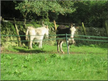 Donkeys grazing behind an electric fence at the end of the field